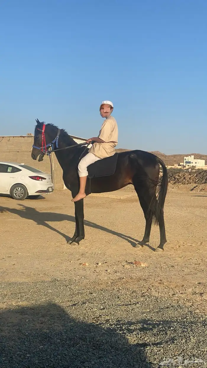 حصان شعبي كفو 1