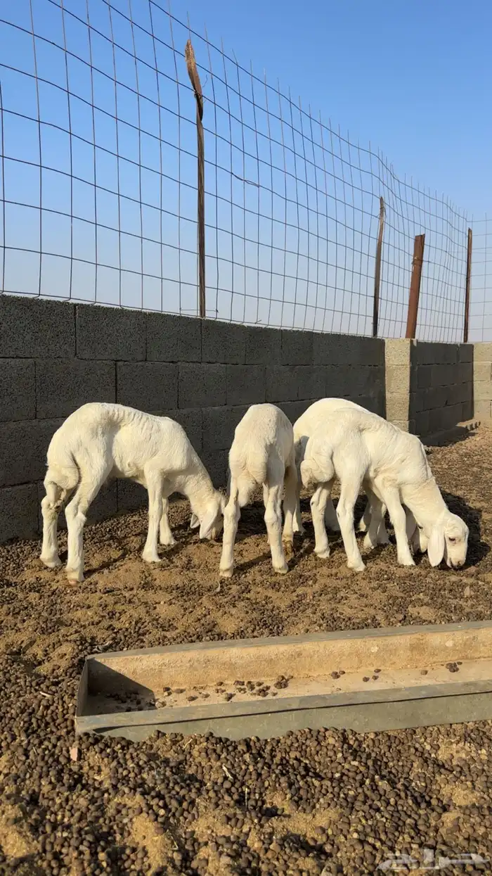 خرفان حريه 1