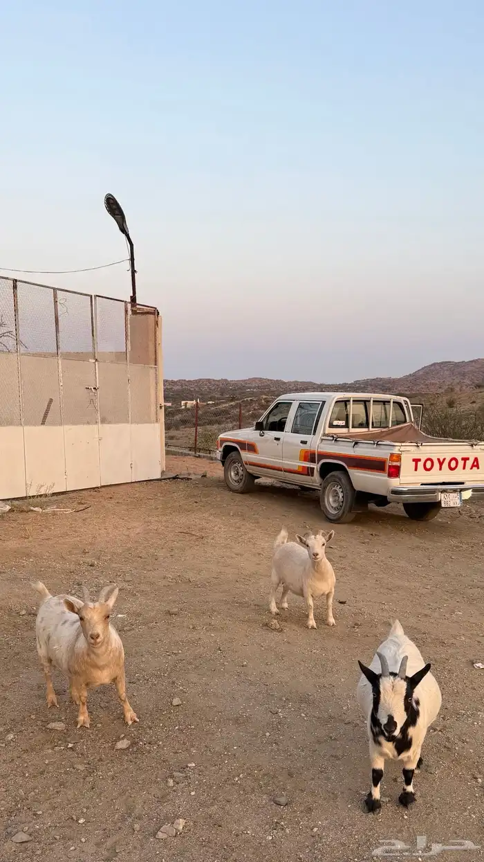 3 معزا اقزام مستوى فاااخر 1