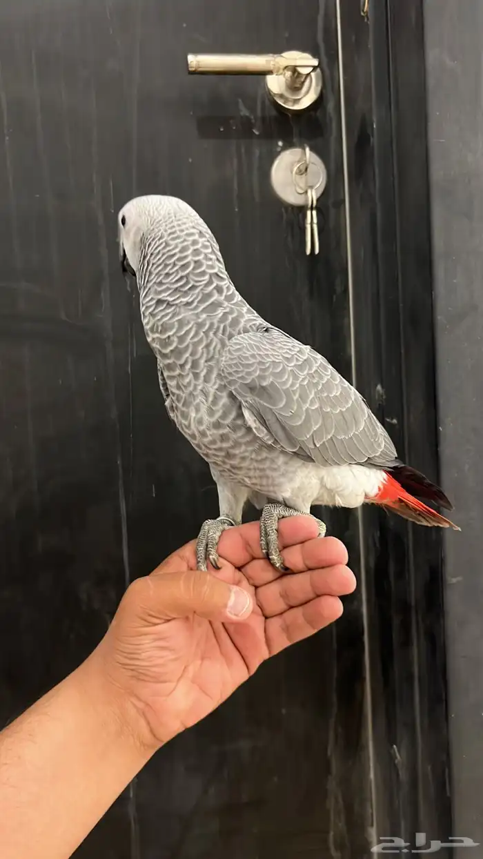 فرخ كاسكو ثلجي 1