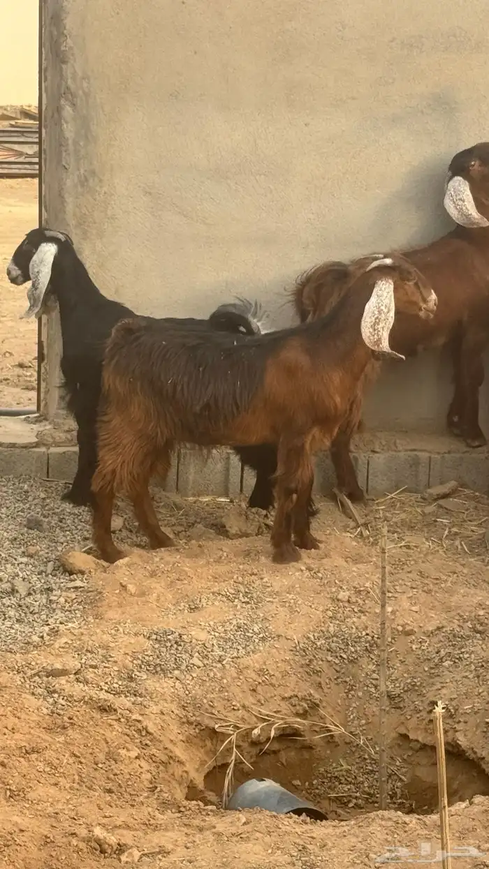 جفار عوارض للبيع 2