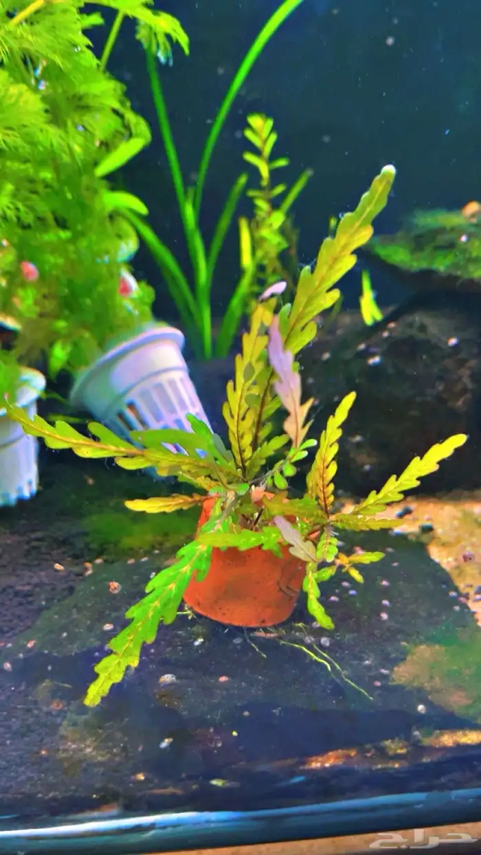 نباتات مائية لاحواض السمك المزروع 13