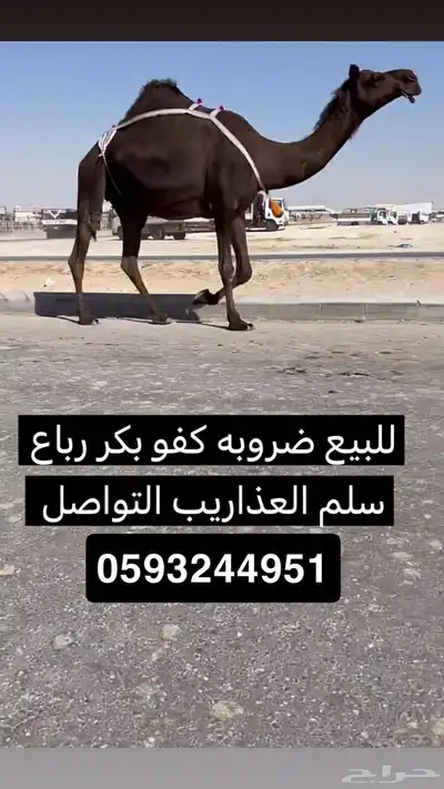 للبيع ضروبه كفو بكر رباع سلم العذاريب 0