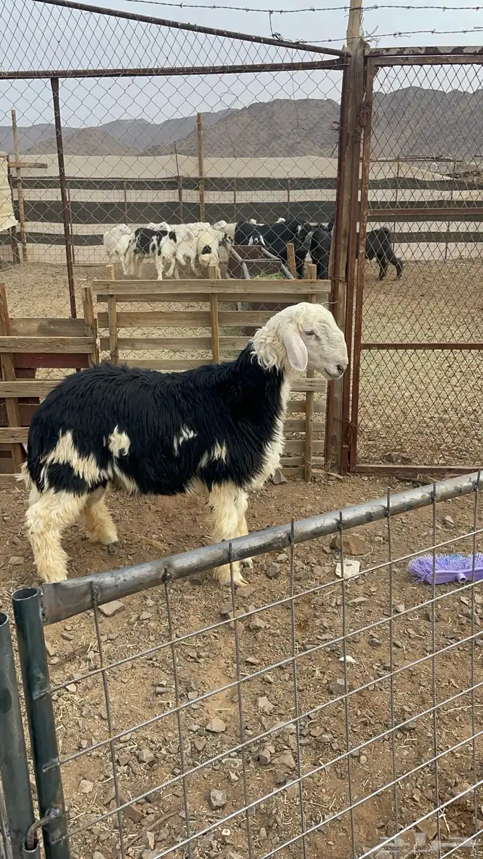 طلي نجدي ذبيحة فاخر بالحيل (تم البيع) 0