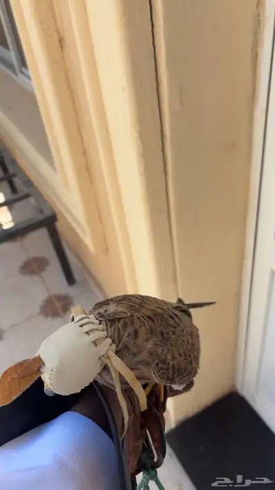 باشق للبيع على السوم فوق 100 index