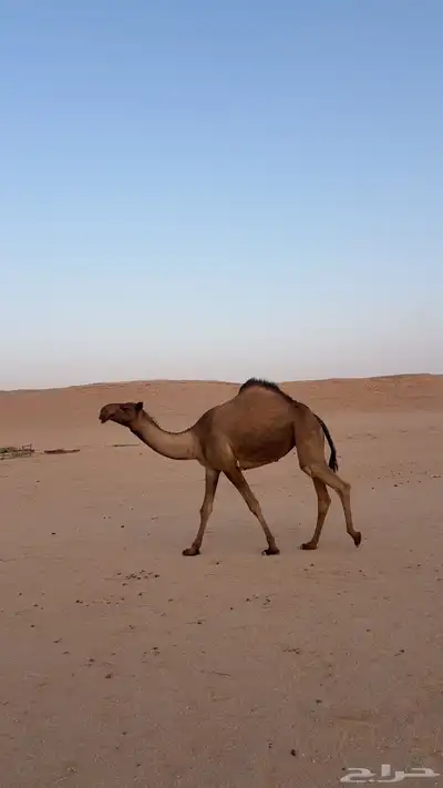 بكرة صفرا كفو index