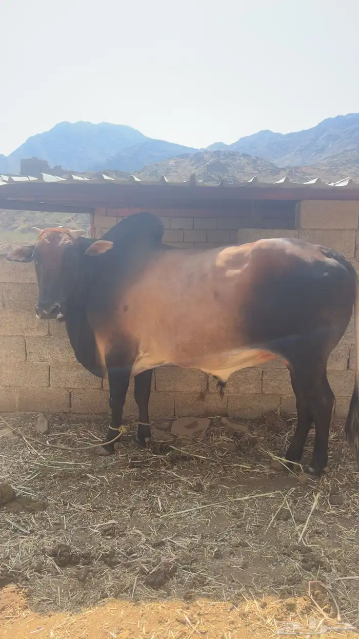ثور للبيع 1