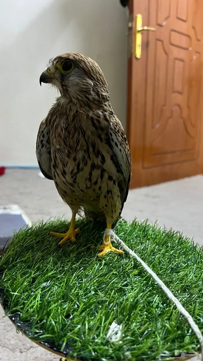 باشق  شبوط للبيع 0