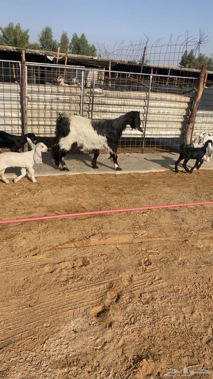 للبيع معزاء مراح ولد 0