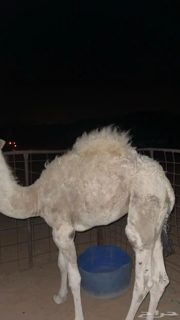 للبيع قعود طيب العمر 7 شهور 3