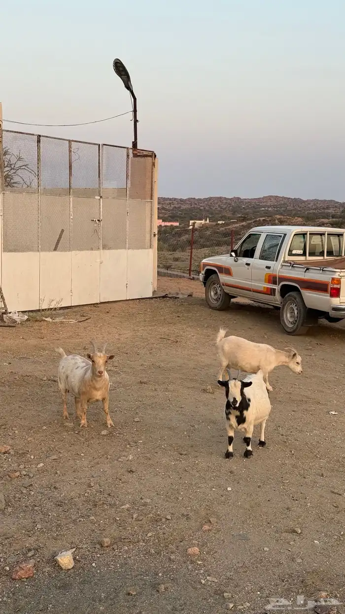 3 معزا اقزام مستوى فاااخر 2