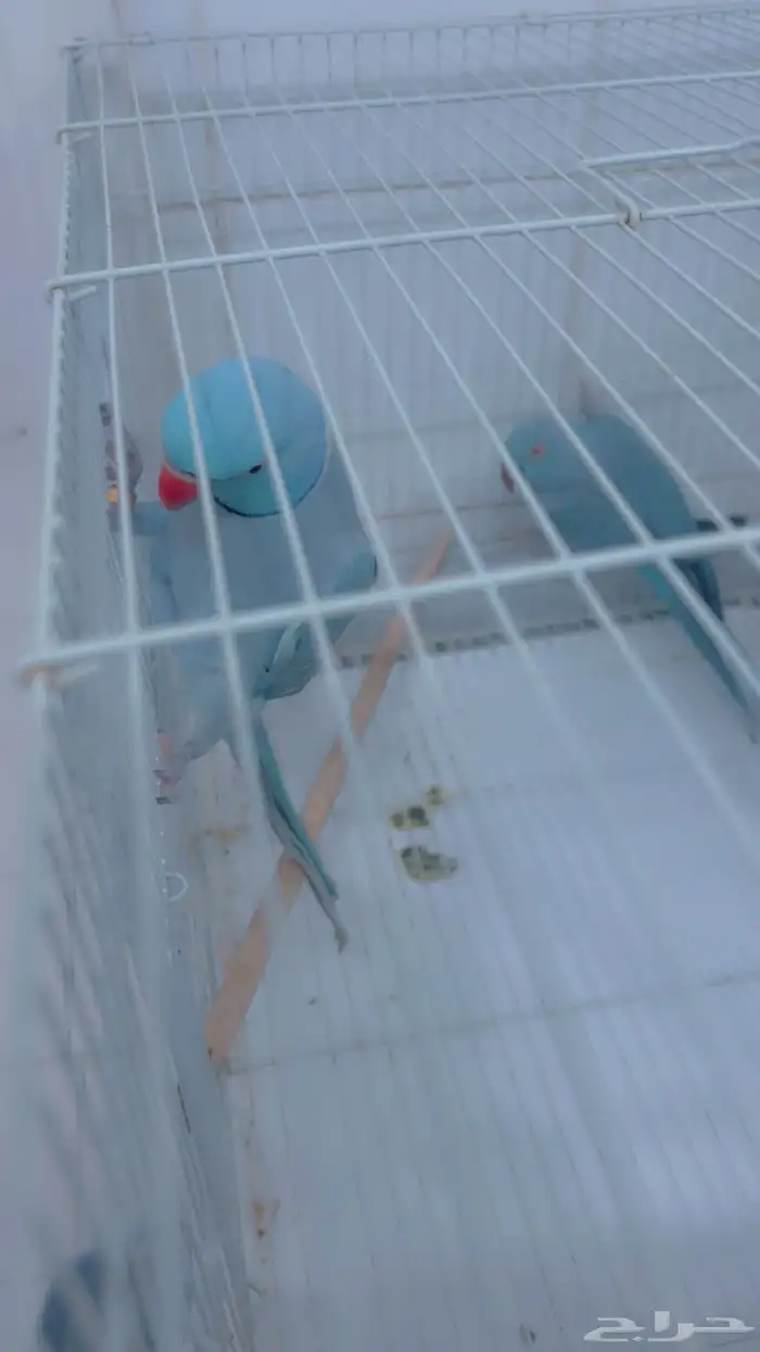 زوج دره هولندي ازرق مع فروخه 5