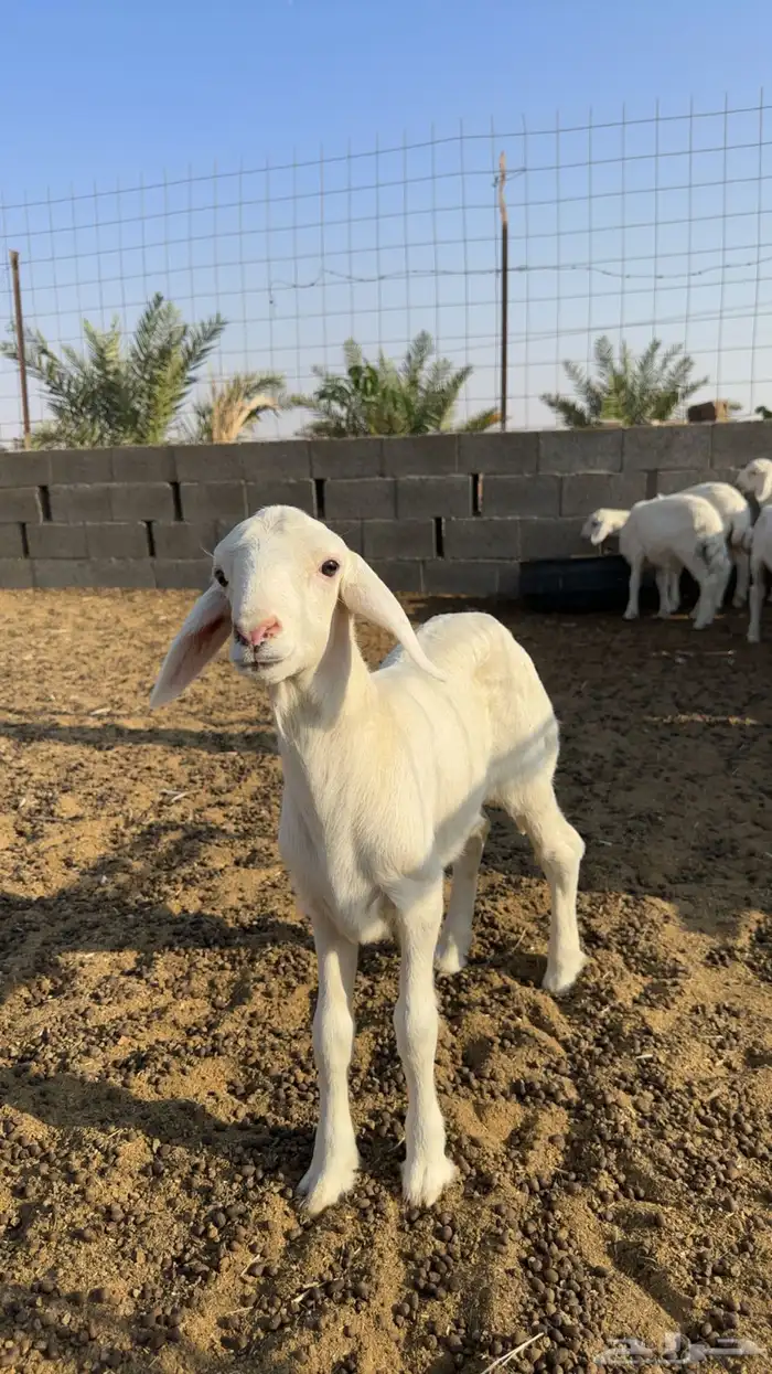 خرفان حريه 0