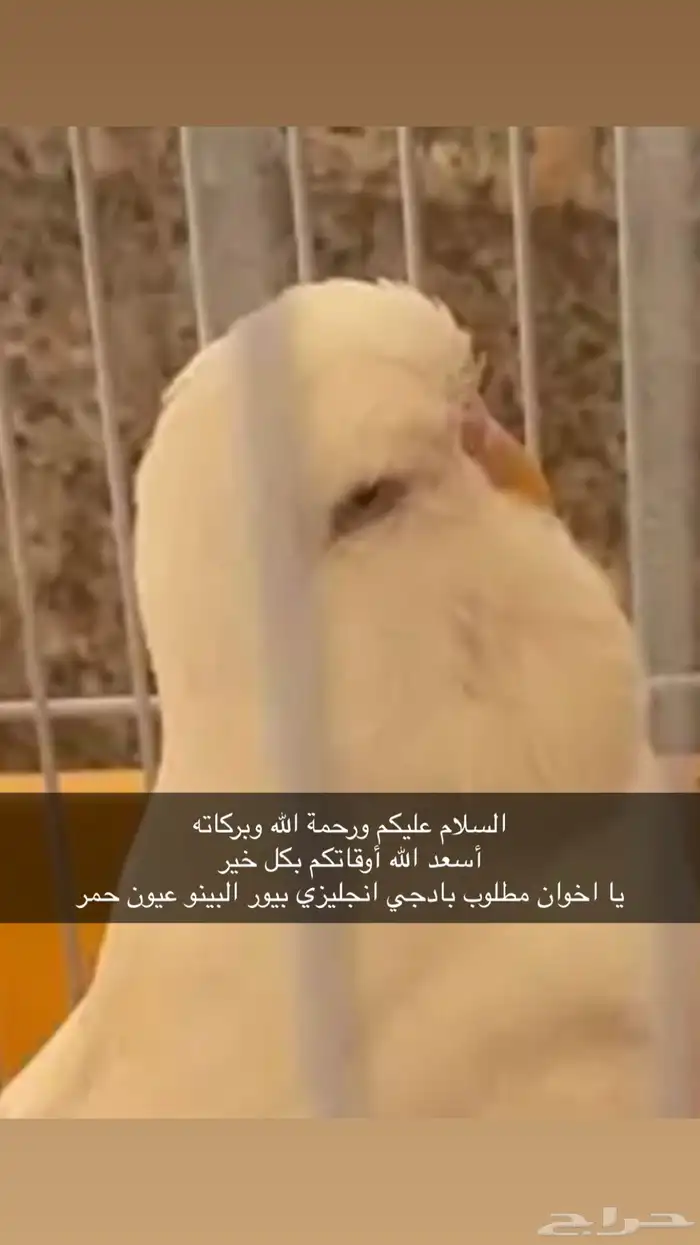 مطلوب بادجي انجليزي بيور البينو 1