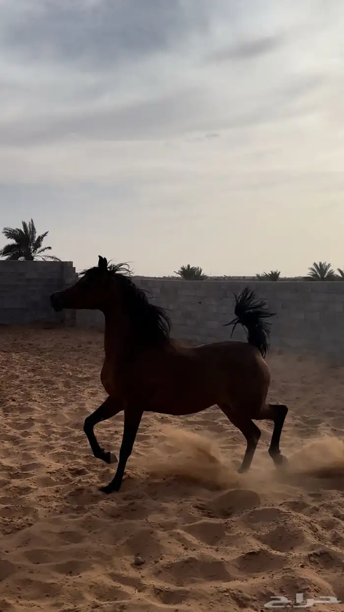 مربط الثراء للخيل العربية الأصيلة 5