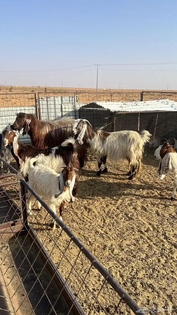 معزا للبيع عدد 10 مع الفحل 0