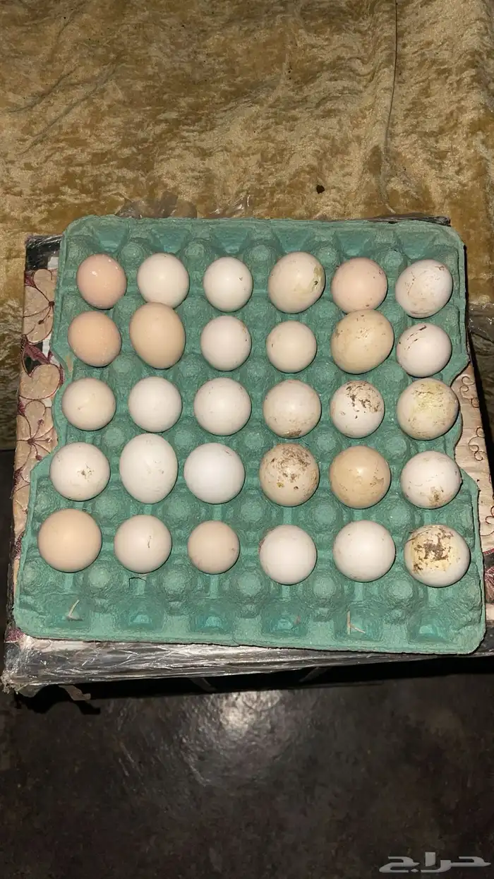 بيض بلدي باكستاني مخصب 0