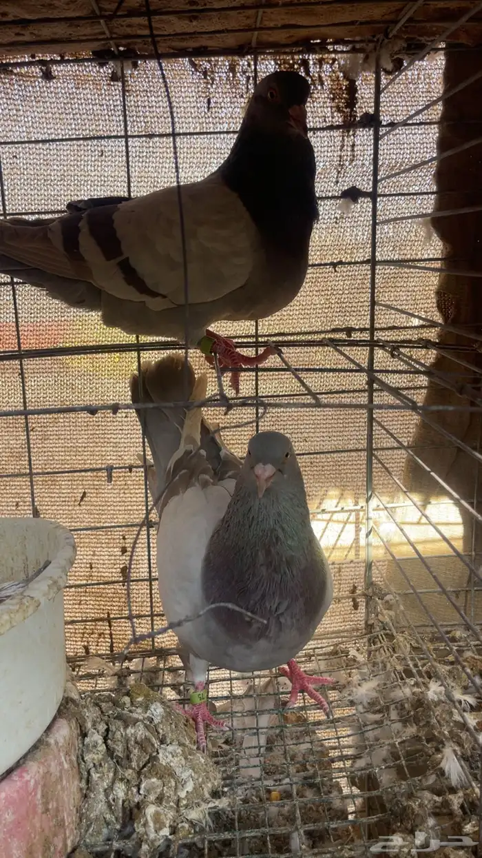 لاحم سلفر وابيض 1