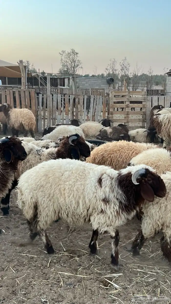 ذبائح وخرفان 0