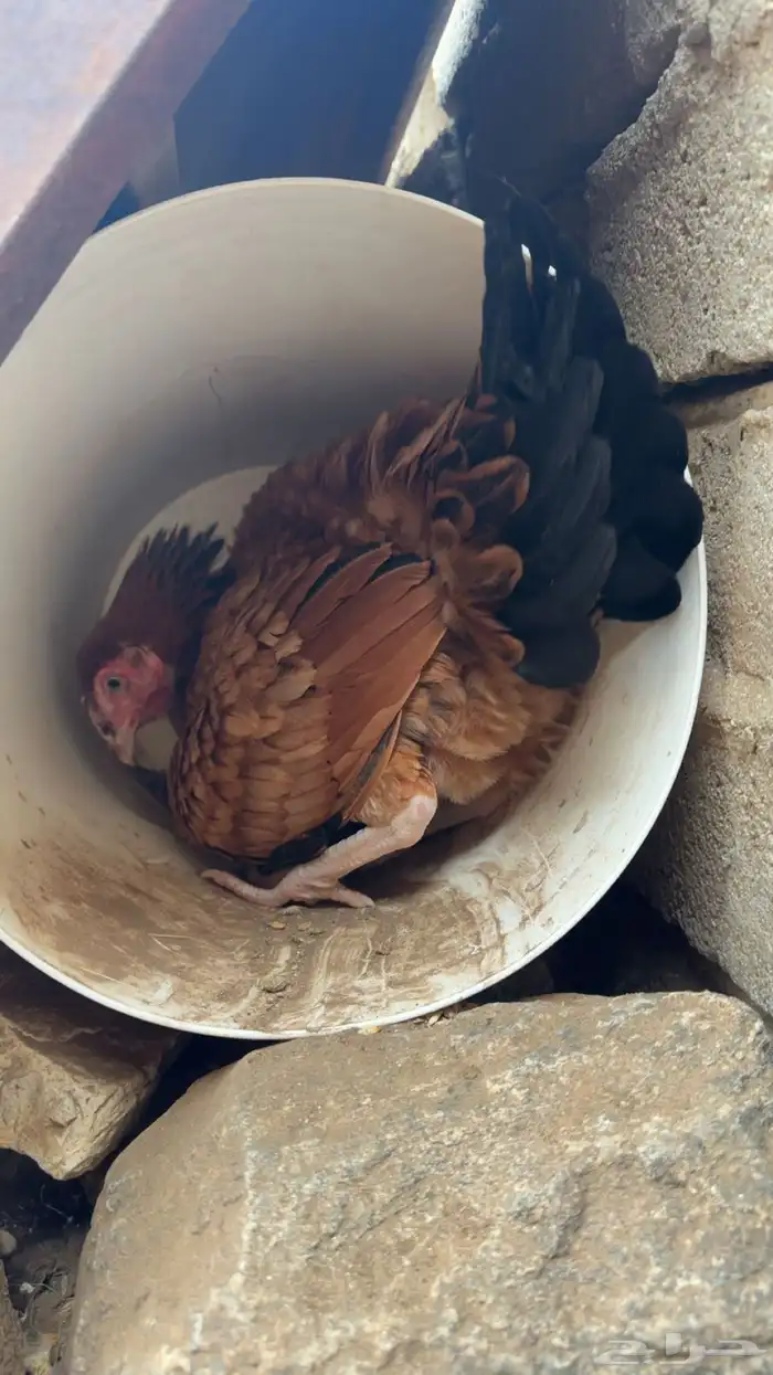 دجاج باكستاني 2