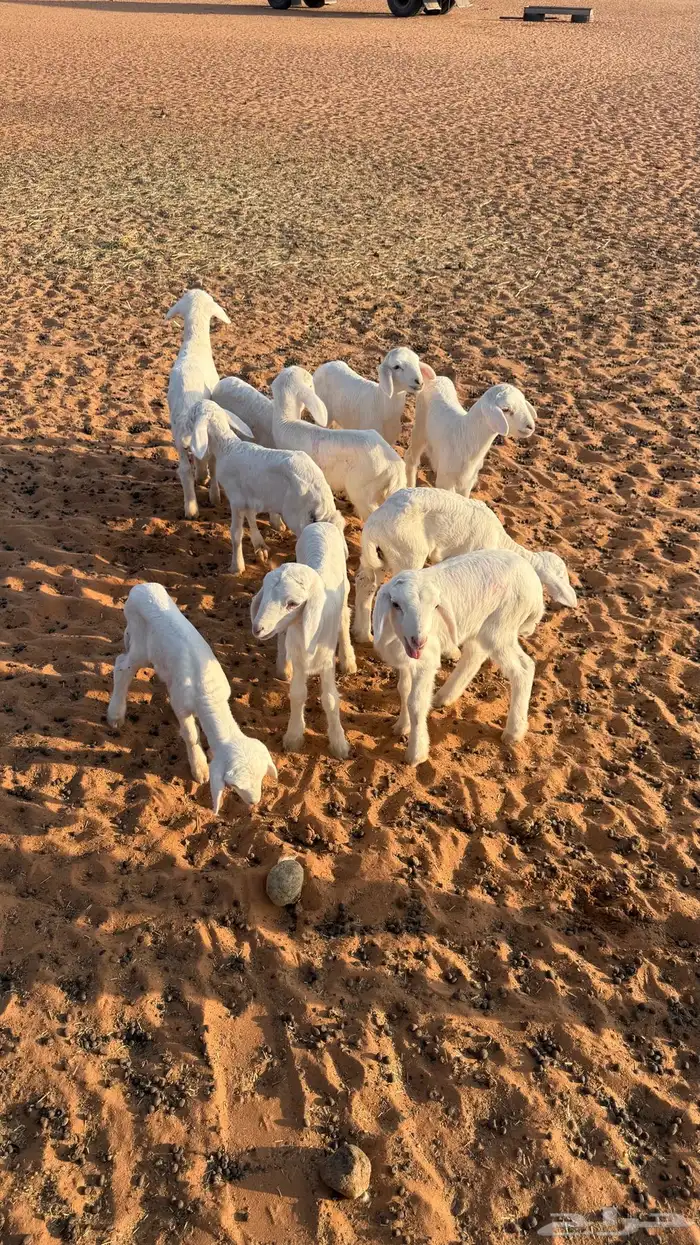 دواغير حريات خرفان 0