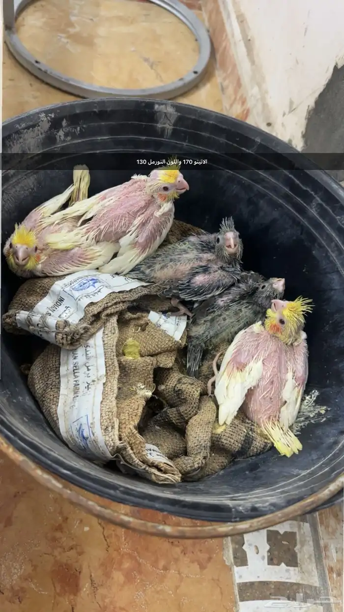 فروخ كروان 0