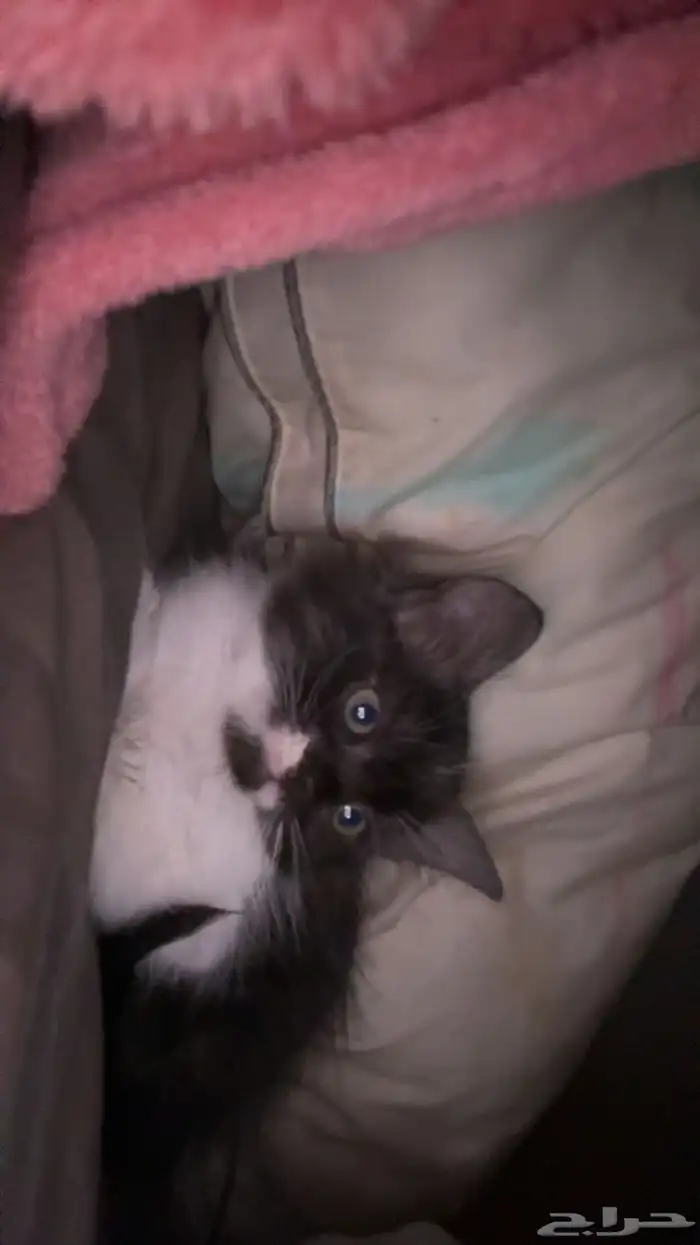 قط للتبني مع كامل مستلزماته 1