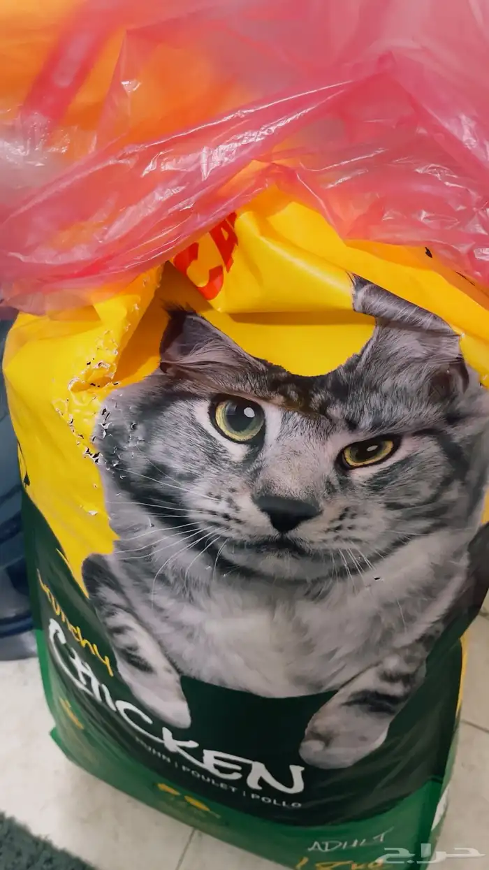 أكل قطط (دراي فود ) 0