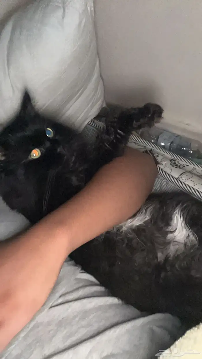 قطوه للتبني 0