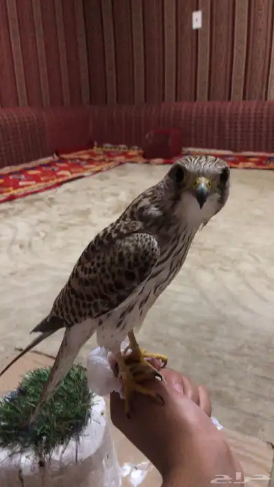 شبوط او باشق للبيع index