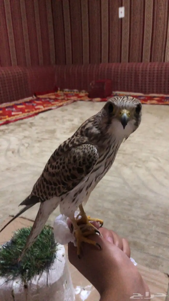 شبوط او باشق للبيع 1