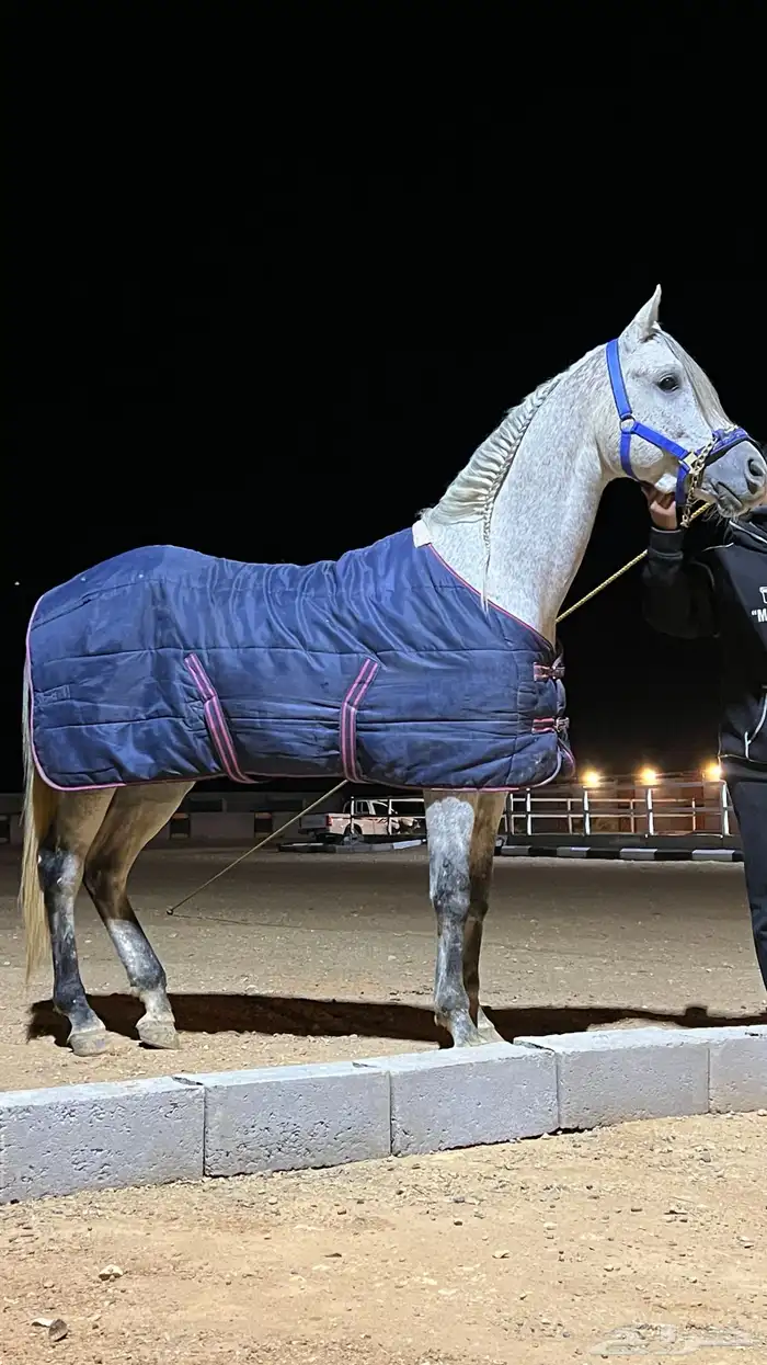 للبيع حصان واهو جمال 1