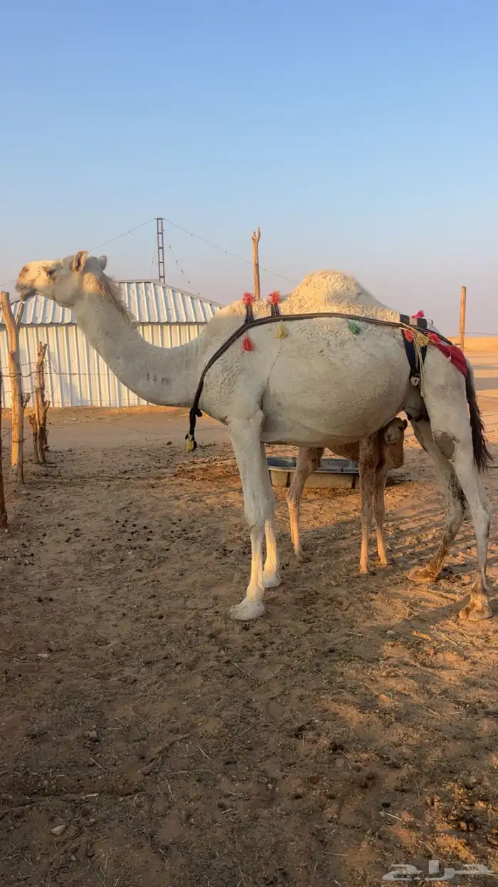 خلفه وضحاء مصغر سنها ثنيه 2