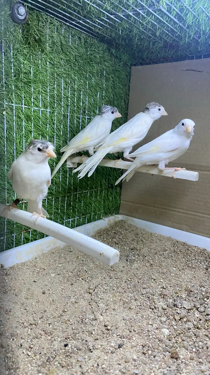 فروخ كناري سوري ابيض( تم البيع) 2