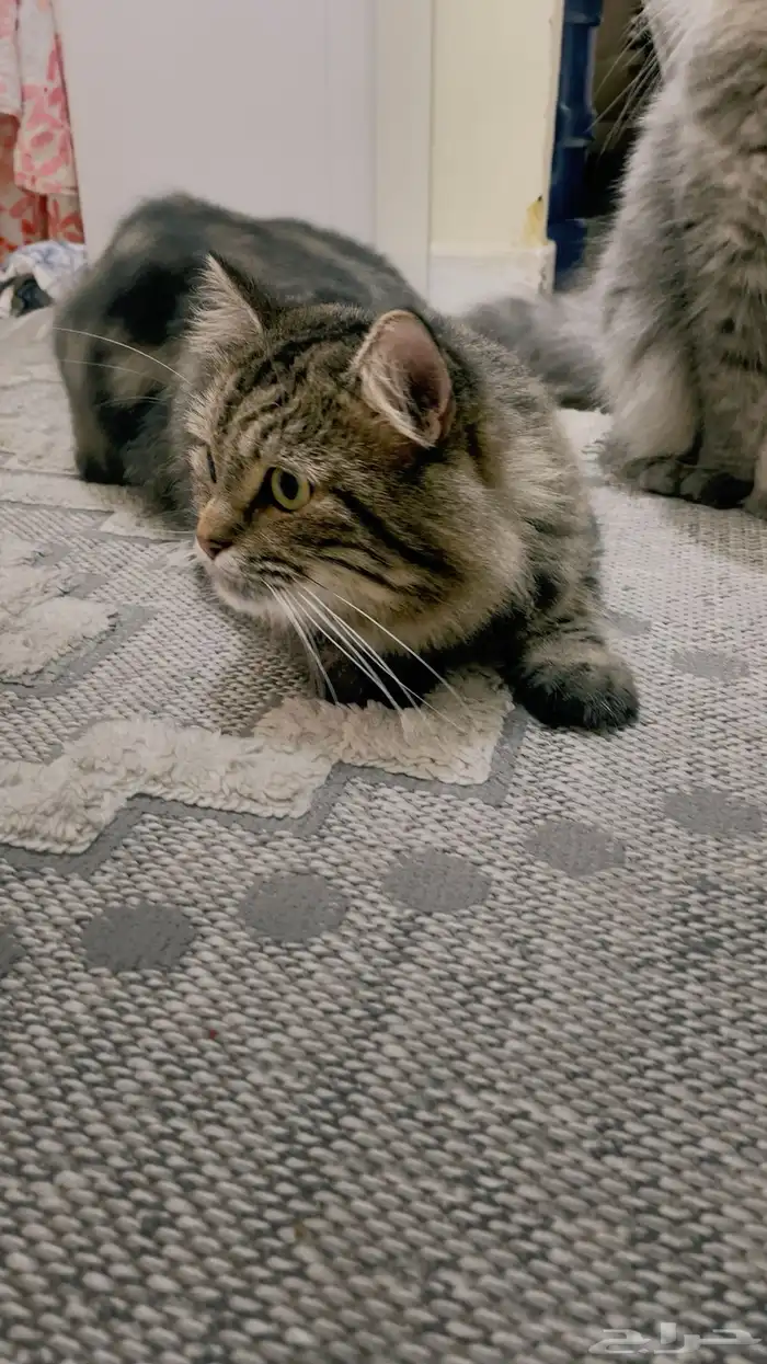 قطه للتزاوج 3