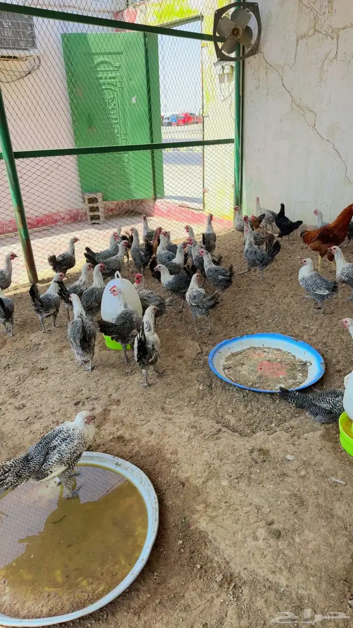 طيور بيت الزاجل 0