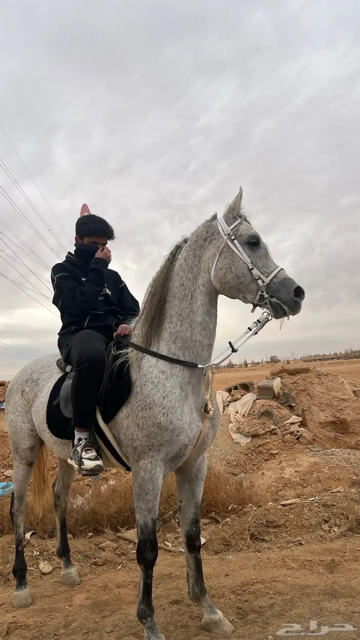 للبيع حصان واهو جمال 0