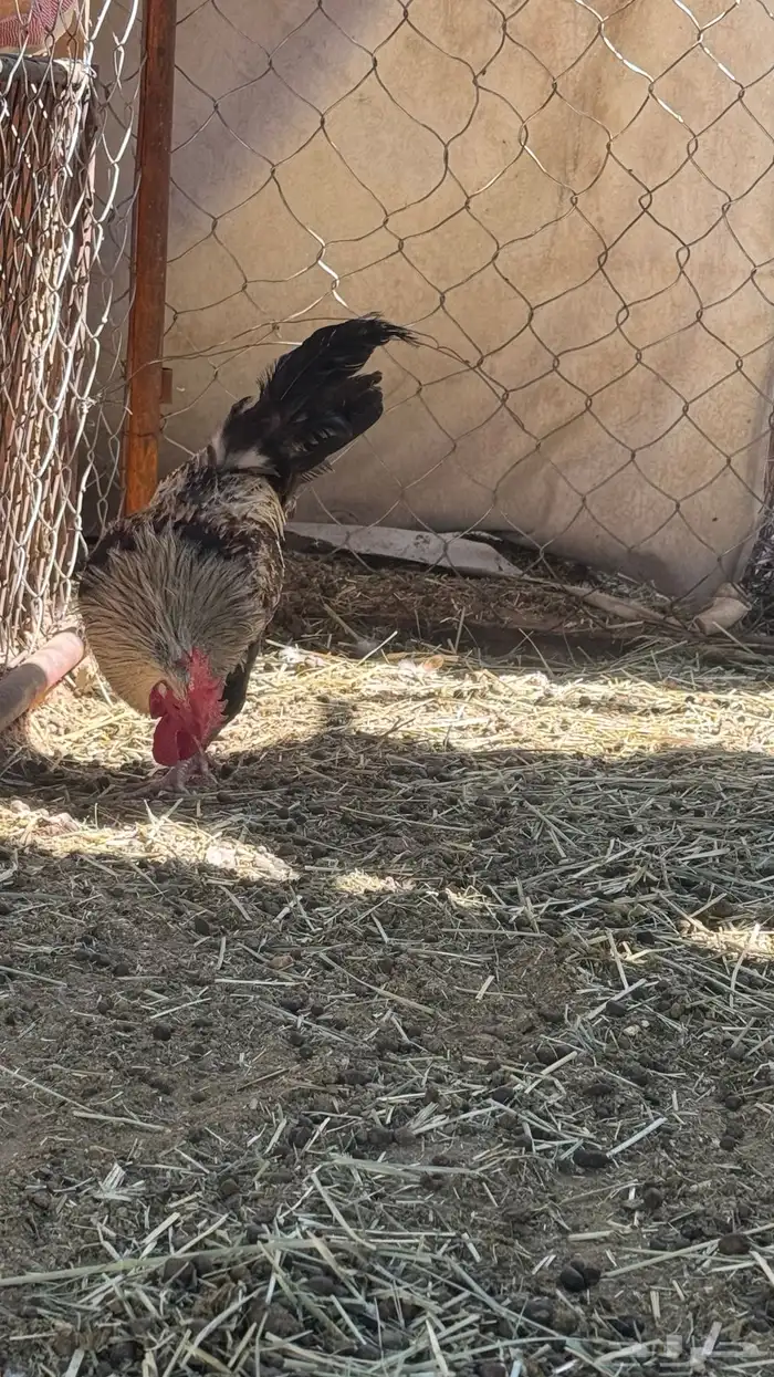 ديك ودجاجه بلدي 2