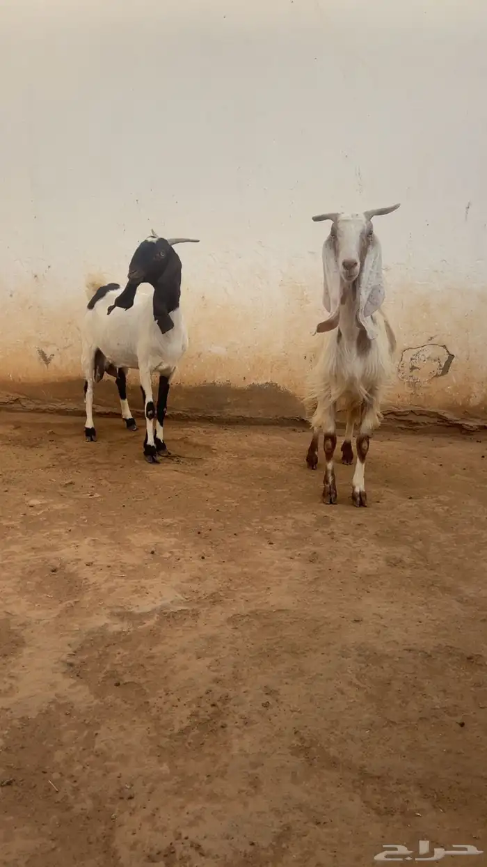 معزا فواخر جروم ودفيع 14