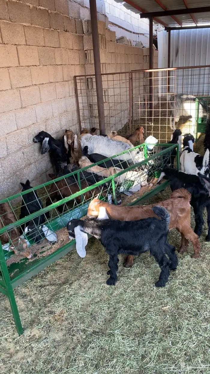 تيوسس وجفارر 1