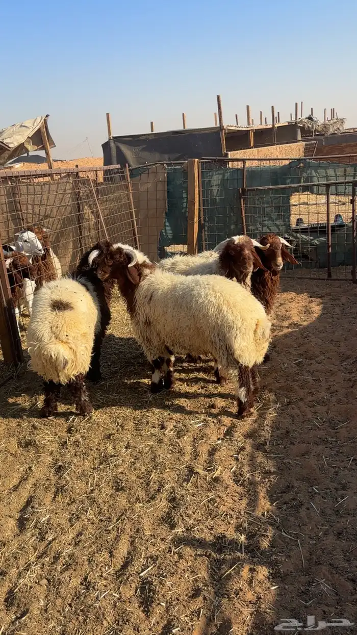 خرفان نعيم جذعان 1