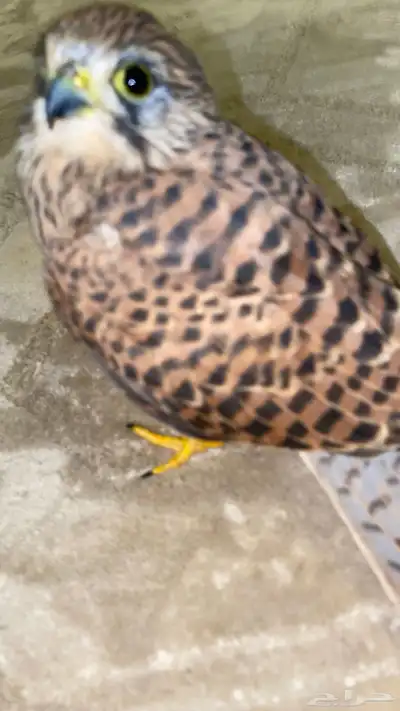 للبيع طير شبوط او باشق شرياص index