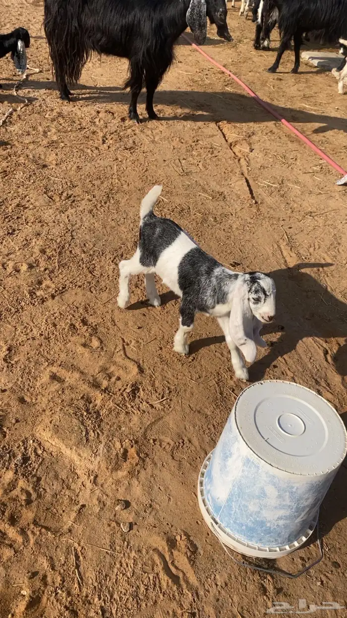 للبيع معزاء مراح ولد 12