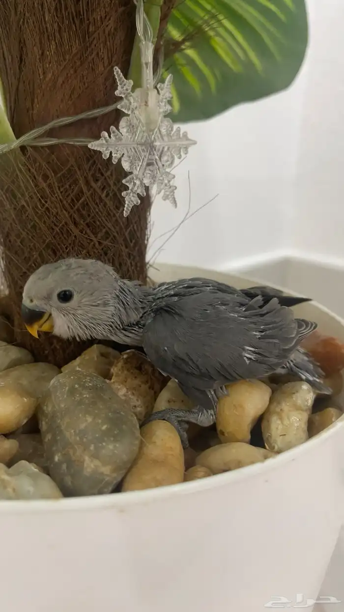 موجود فروخ روز 0