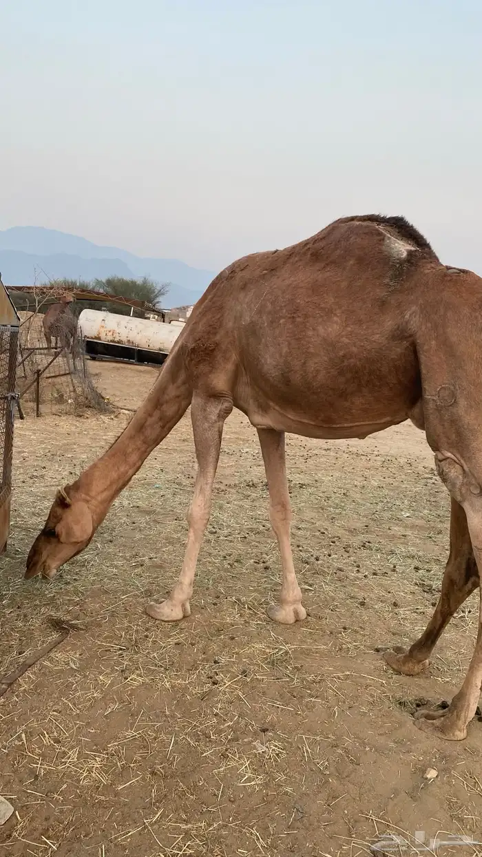 ناقه لقحه 8 شهور مشروطه 3