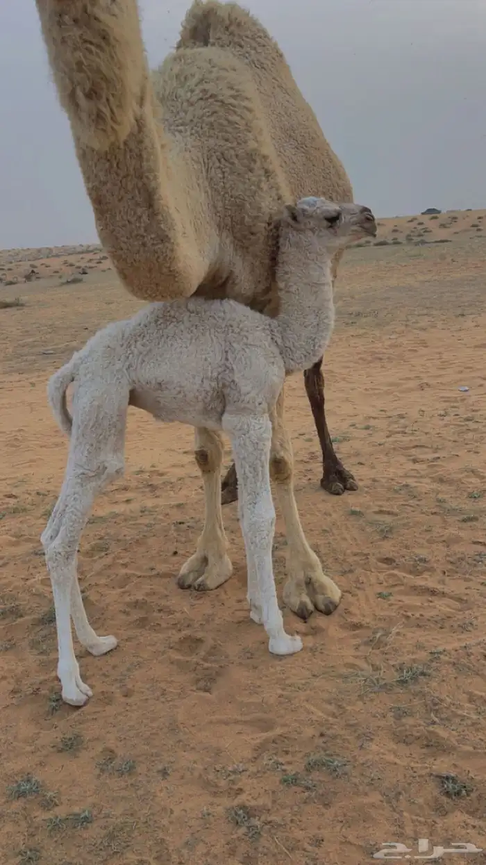 قعود فحل رباع 5