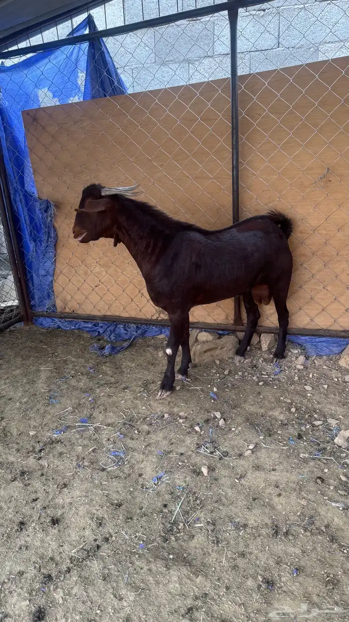 تيس مشروع صنف 1