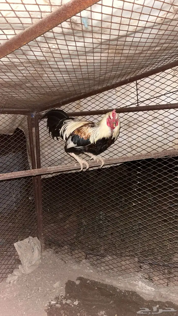 دجاجبكستاني 0