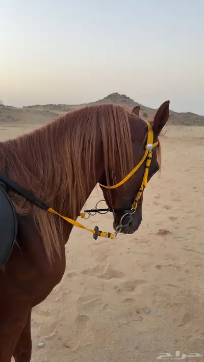 حصان واهو فاخر البيع مستعجل index