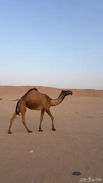 بكرة صفرا كفو index